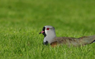 Conversatorio: “Aves en la ciudad: Naturaleza y arte”